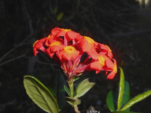 Rondeletia odorata, photograph 6