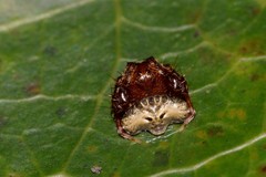 Arkys speechleyi