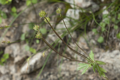 Anemonastrum protractum