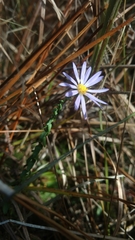 Symphyotrichum walteri