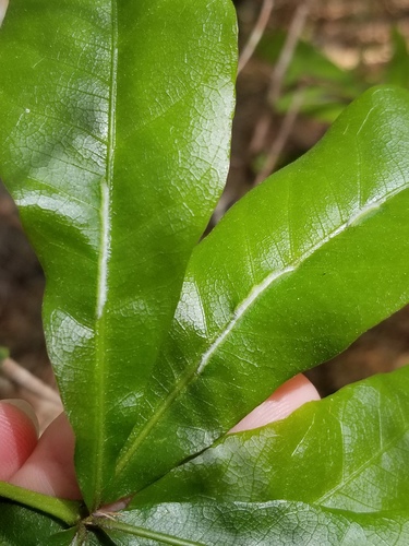 Macrodiplosis niveipila image