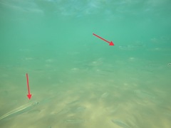 Atherinomorus vaigiensis