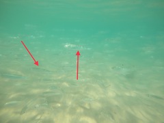 Atherinomorus vaigiensis