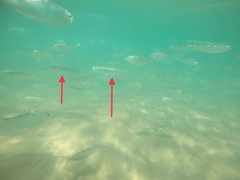 Atherinomorus vaigiensis