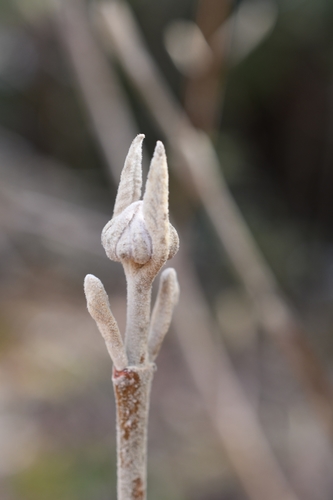 Sodinis putinas nuotrauka