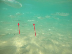 Atherinomorus vaigiensis