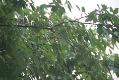 Monticola solitarius