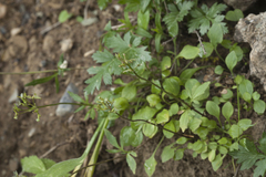 Valeriana fedtschenkoi