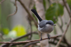 Polioptila plumbea