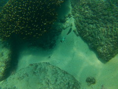 Halichoeres notospilus