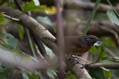 Pheugopedius rutilus