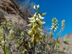 Astragalus trichopodus antisellii