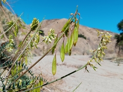 Astragalus trichopodus antisellii