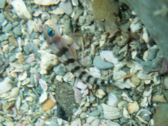 Notoclinops segmentatus
