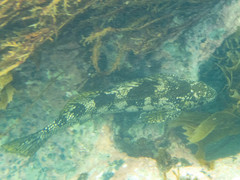 Aplodactylus arctidens