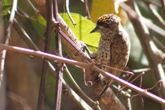 Picumnus squamulatus