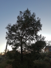 Pinus brutia eldarica