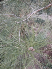 Pinus brutia eldarica