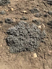 Eriogonum kennedyi austromontanum