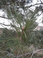 Pinus brutia eldarica
