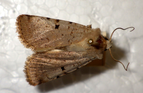 Noctuelle à I entier (La)