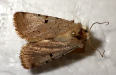 Chersotis margaritacea