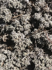 Eriogonum kennedyi austromontanum