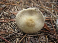 Agaricus auricolor