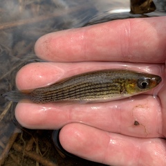 Fundulus lineolatus