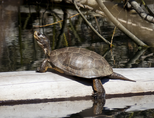Northwestern Pond Turtle