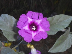 Ipomoea montecristina