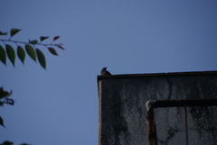 Monticola solitarius