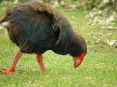 Porphyrio hochstetteri