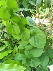 Telosma cordata