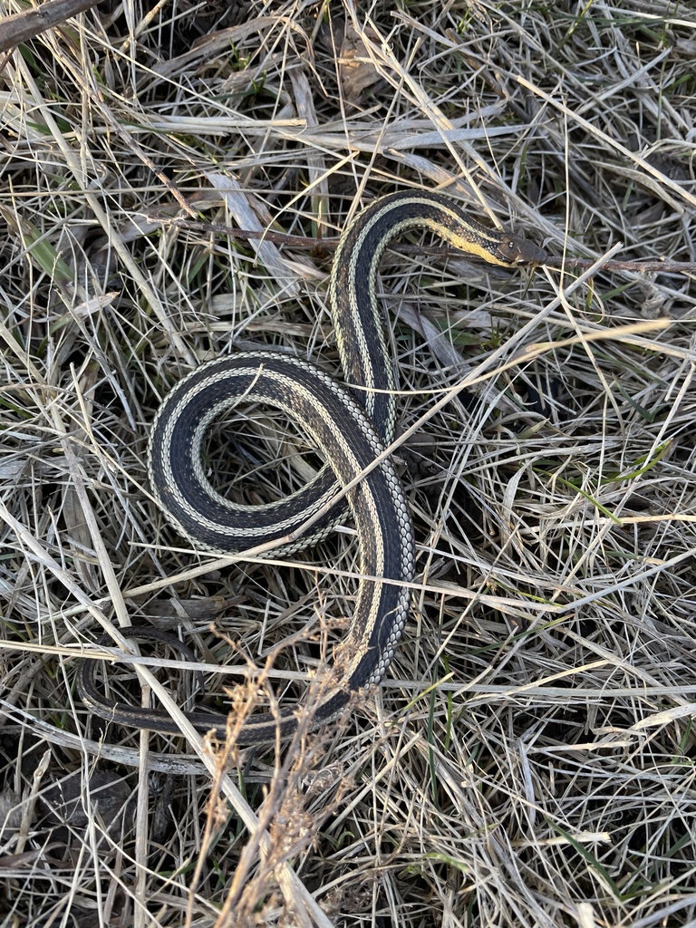 Butler's Garter Snake in March 2021 by tmeltwi · iNaturalist