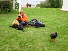 Porphyrio hochstetteri