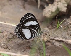 Neptis alta