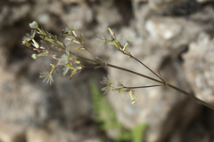 Valeriana fedtschenkoi