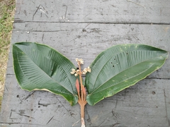 Miconia bubalina