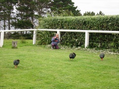 Porphyrio hochstetteri