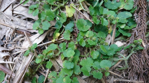 Hydrocotyle dichondrioides iNat (2)