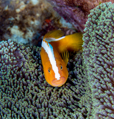 Amphiprion sandaracinos