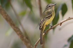 Myiopagis gaimardii