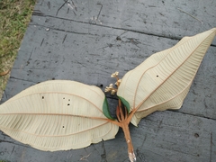 Miconia bubalina