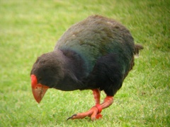 Porphyrio hochstetteri