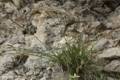 Carex koshewnikowii
