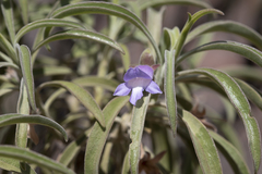 Eremophila freelingii