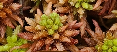 Sphagnum medium