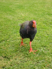 Porphyrio hochstetteri