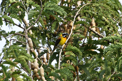 Spindalis portoricensis